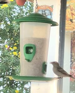 Sparrow Food