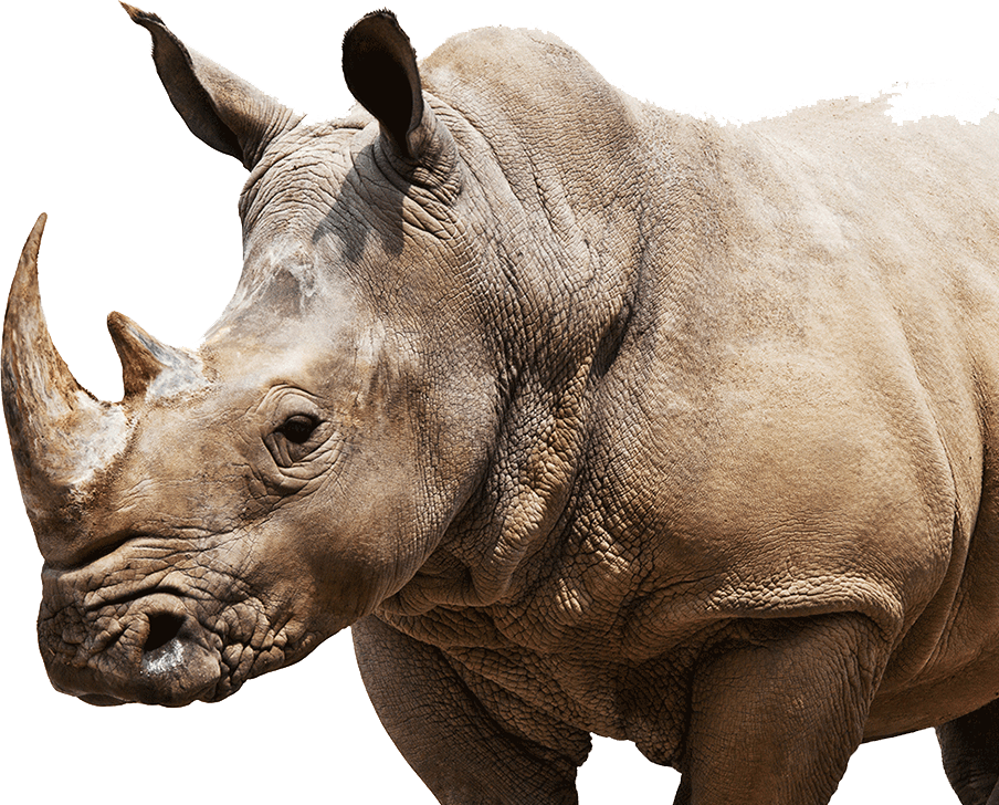 rhino