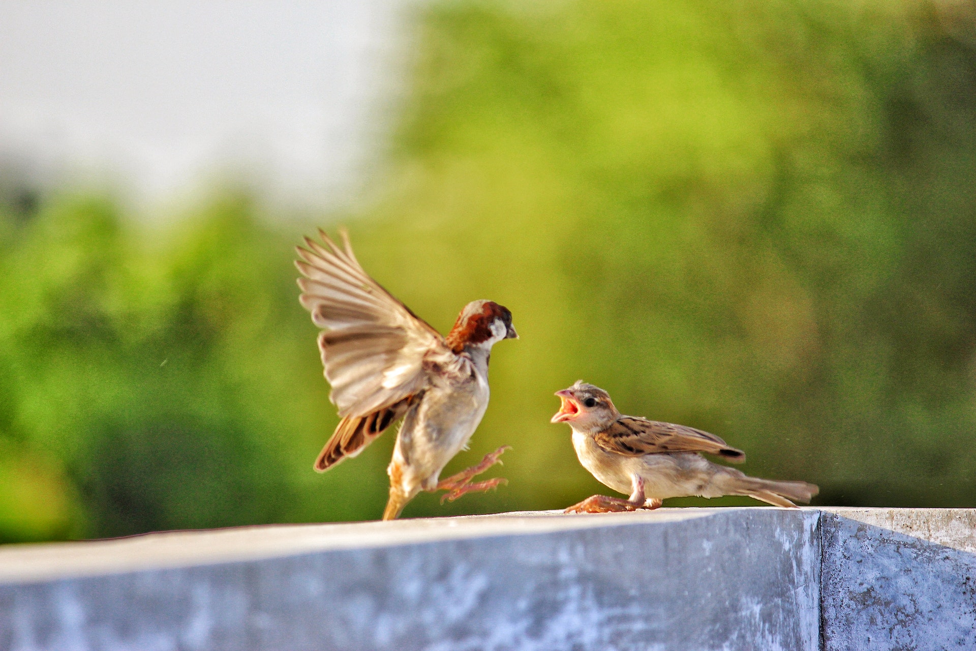 Sparrow Rescue Mission